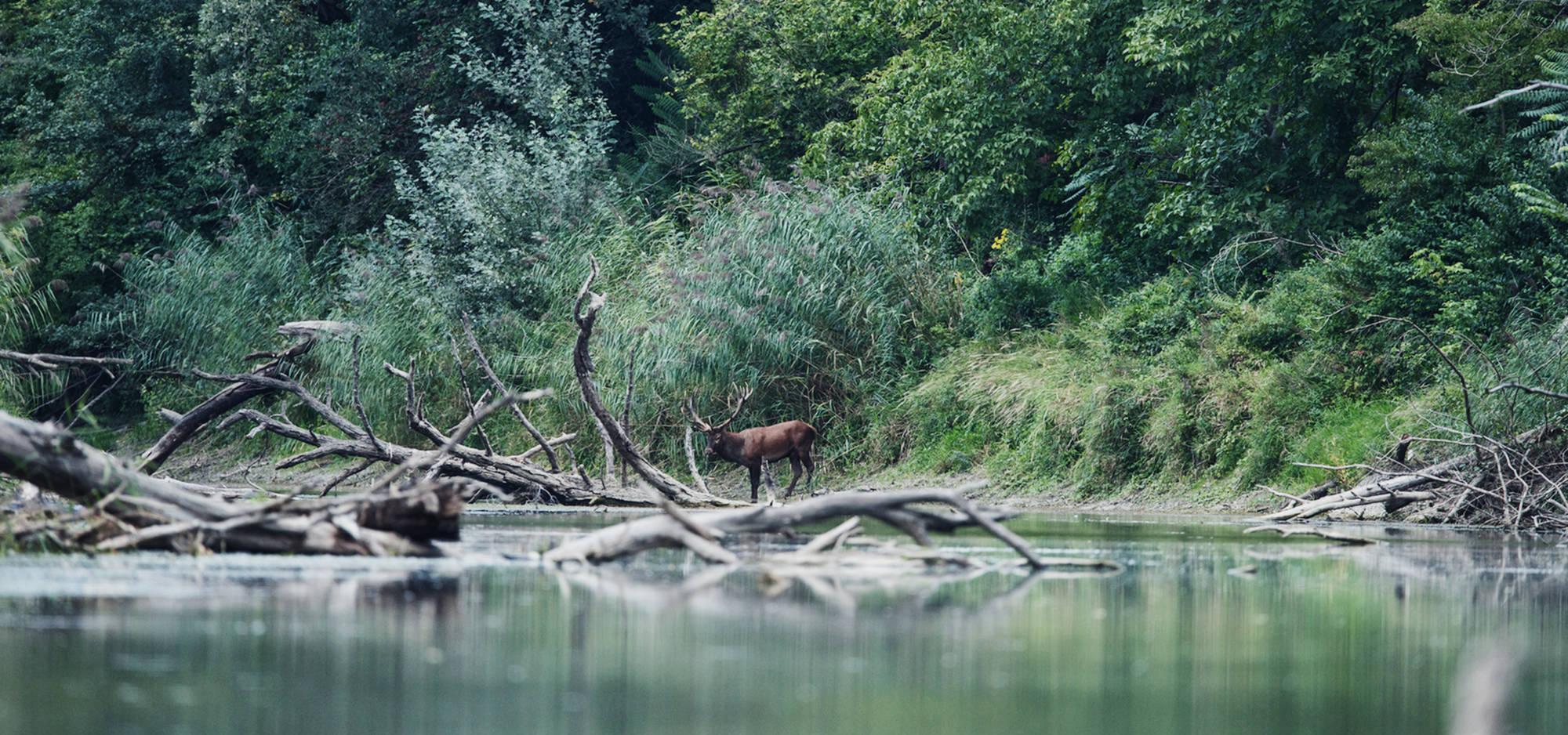 A deer by the river