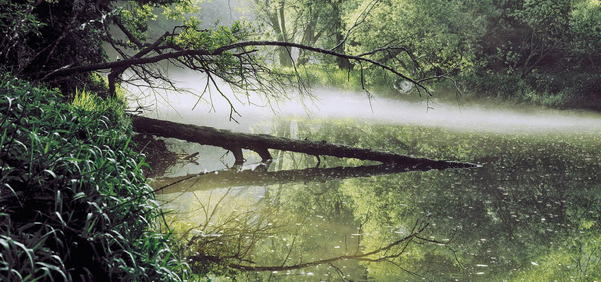 A river with trees in the fog